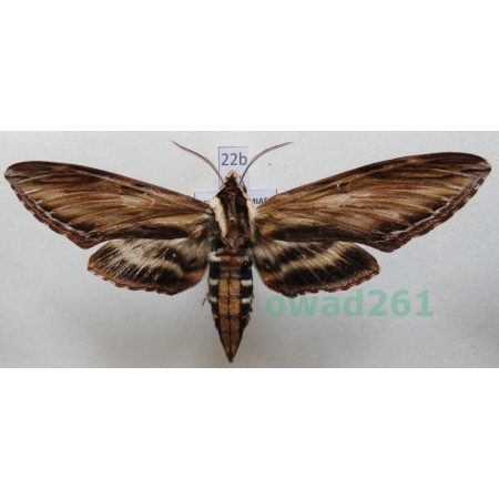Sphinx kalmiae J.E. Smith, 1797 ex. ovo Canada 92mm22b